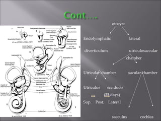 otocyst
Endolymphatic lateral
diverticulum utriculosaccular
chamber
Utricular chamber sacular chamber
Utriculus scc.ducts
(35 days)
Sup. Post. Lateral
sacculus cochlea
 