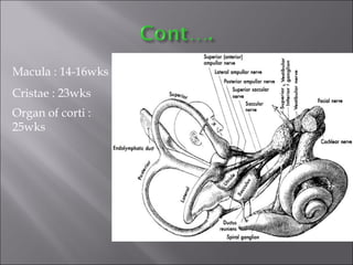 Macula : 14-16wks
Cristae : 23wks
Organ of corti :
25wks
 