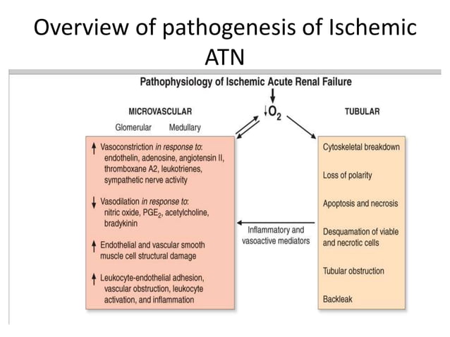 Pathophysiology of acute kidney injury | PPTX | Blood Disorders ...