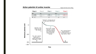 Pathophysiology of Arrhythmias- Mechanisms, ECG Correlation & Clinical ...