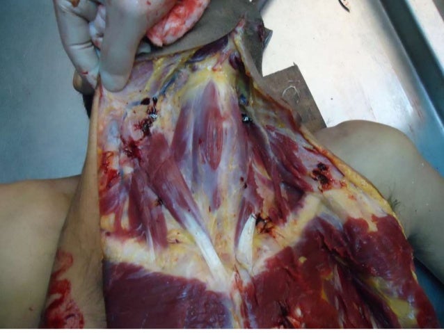 Pathophysiology of asphyxia & drowning