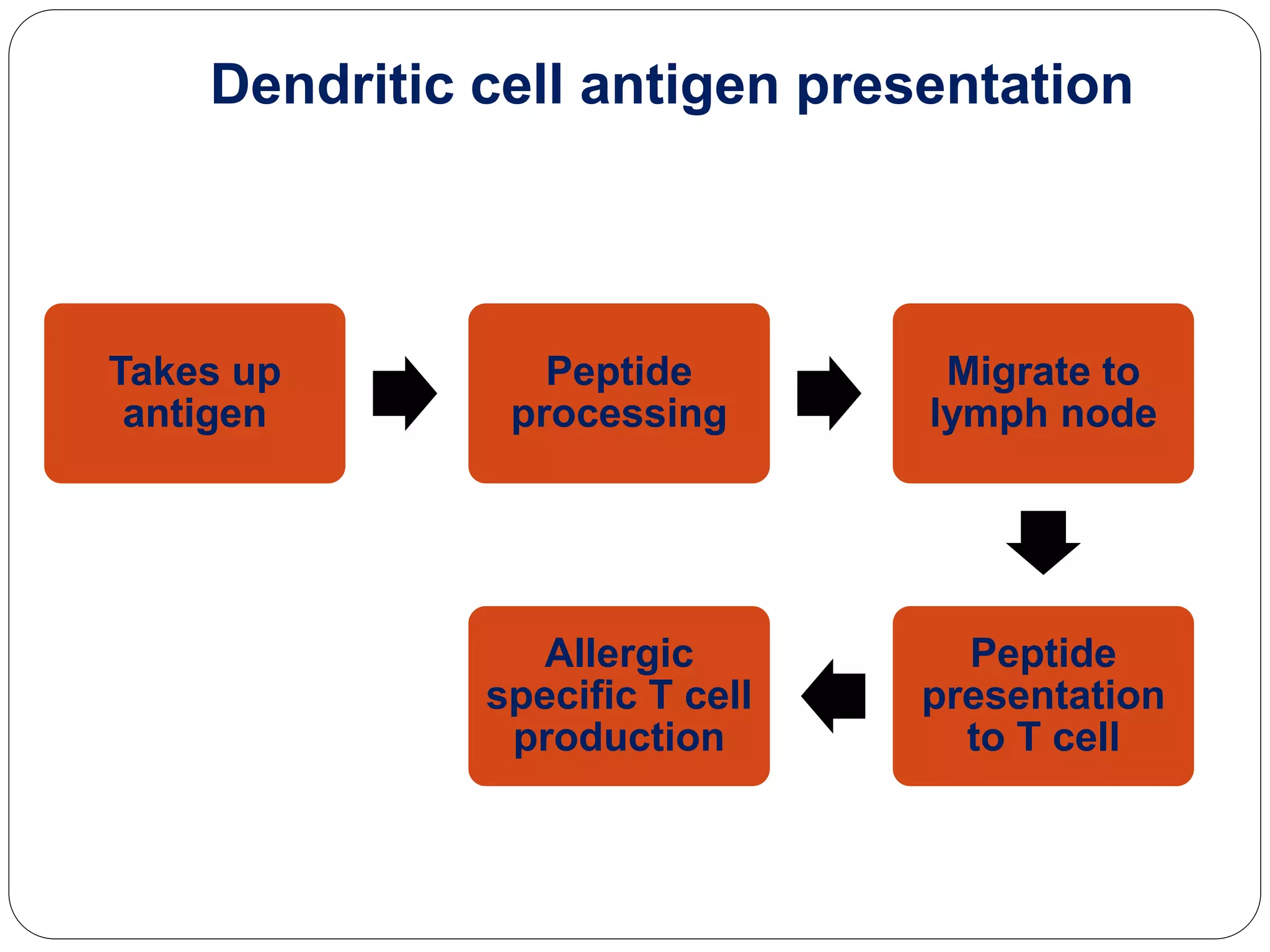 Takes up
antigen
Peptide
processing
Migrate to
lymph node
Peptide
presentation
to T cell
Allergic
specific T cell
production
Dendritic cell antigen presentation
 
