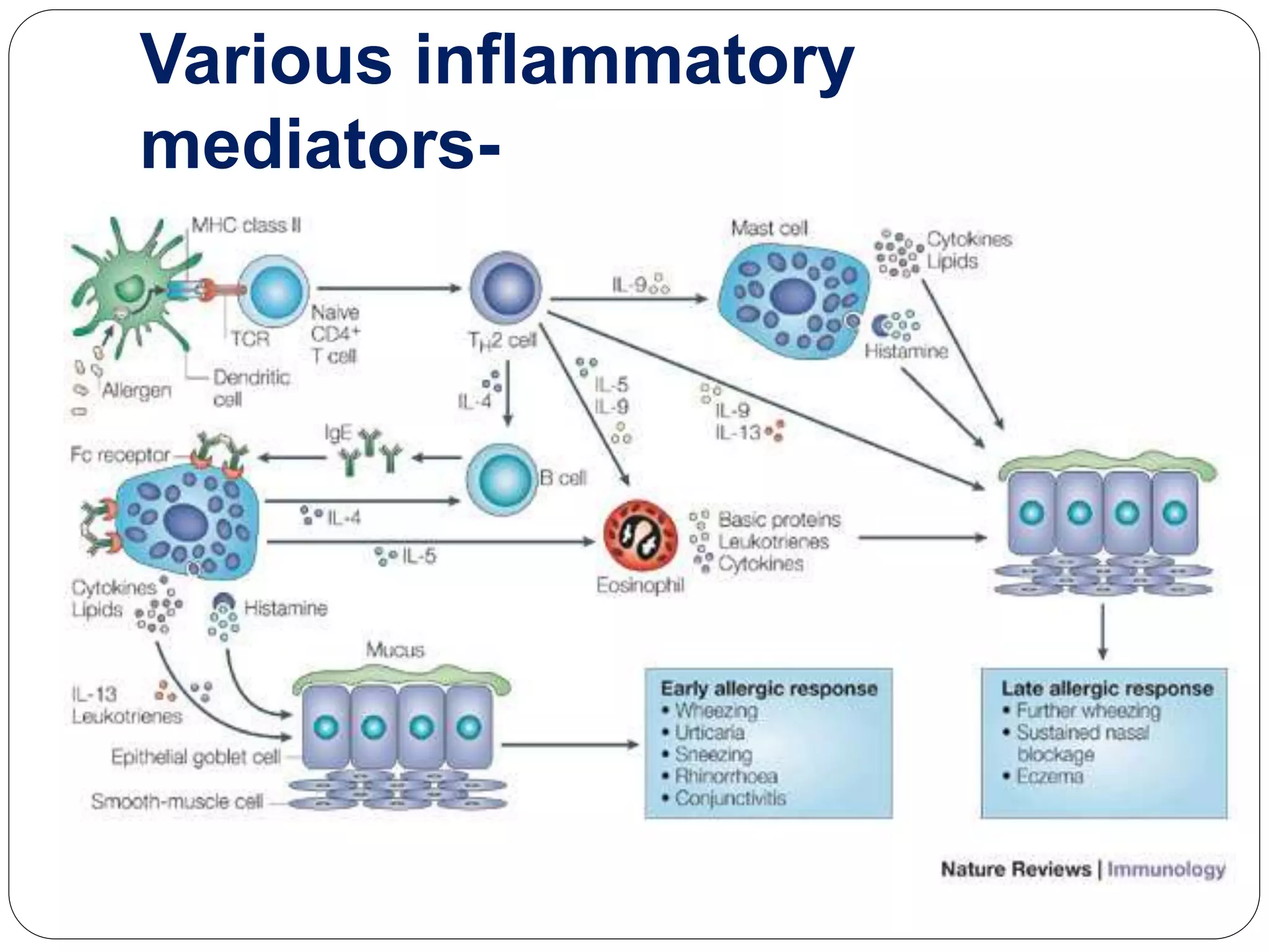 Various inflammatory
mediators-
 