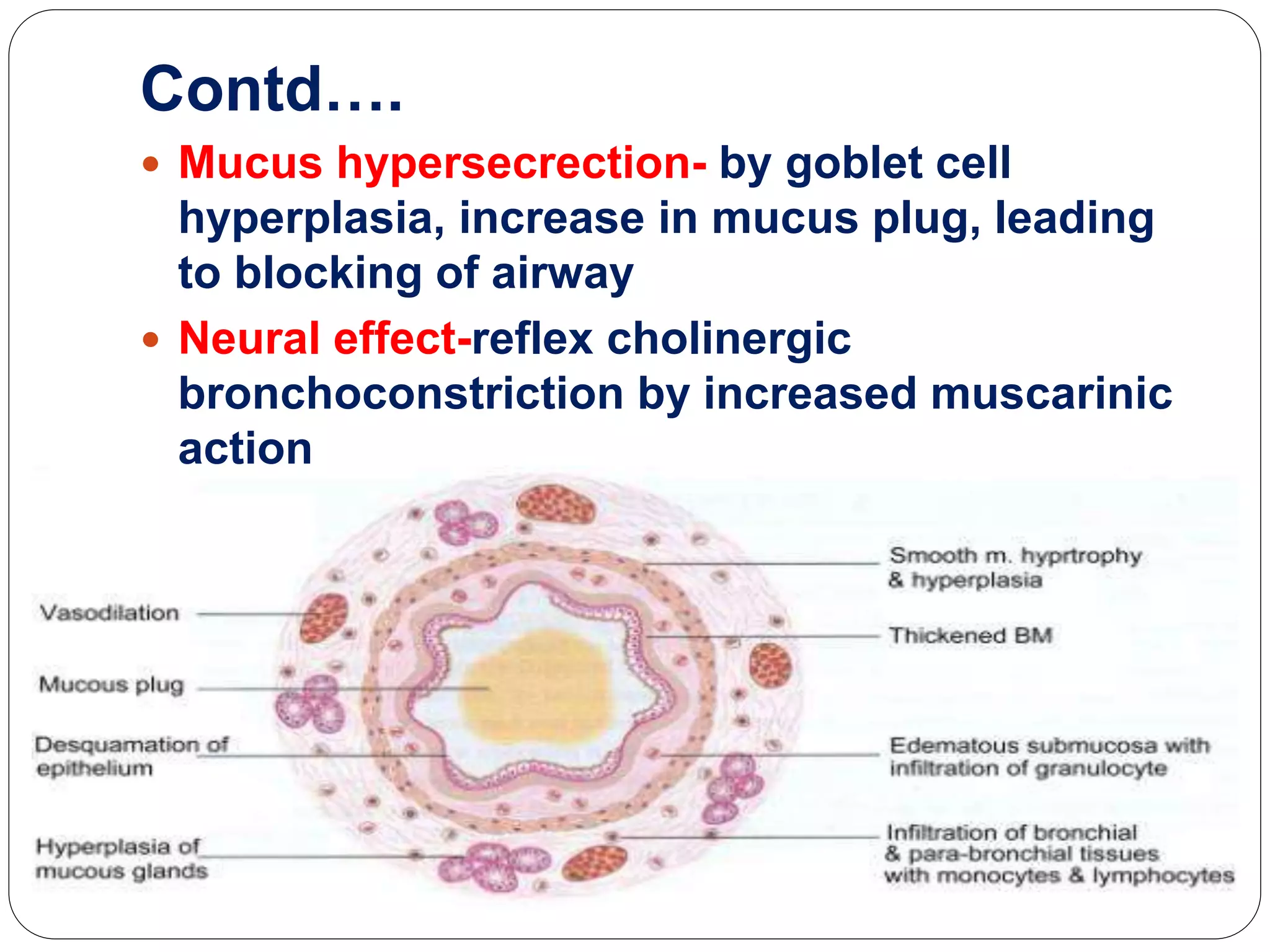 Contd….
 Mucus hypersecrection- by goblet cell
hyperplasia, increase in mucus plug, leading
to blocking of airway
 Neural effect-reflex cholinergic
bronchoconstriction by increased muscarinic
action
 