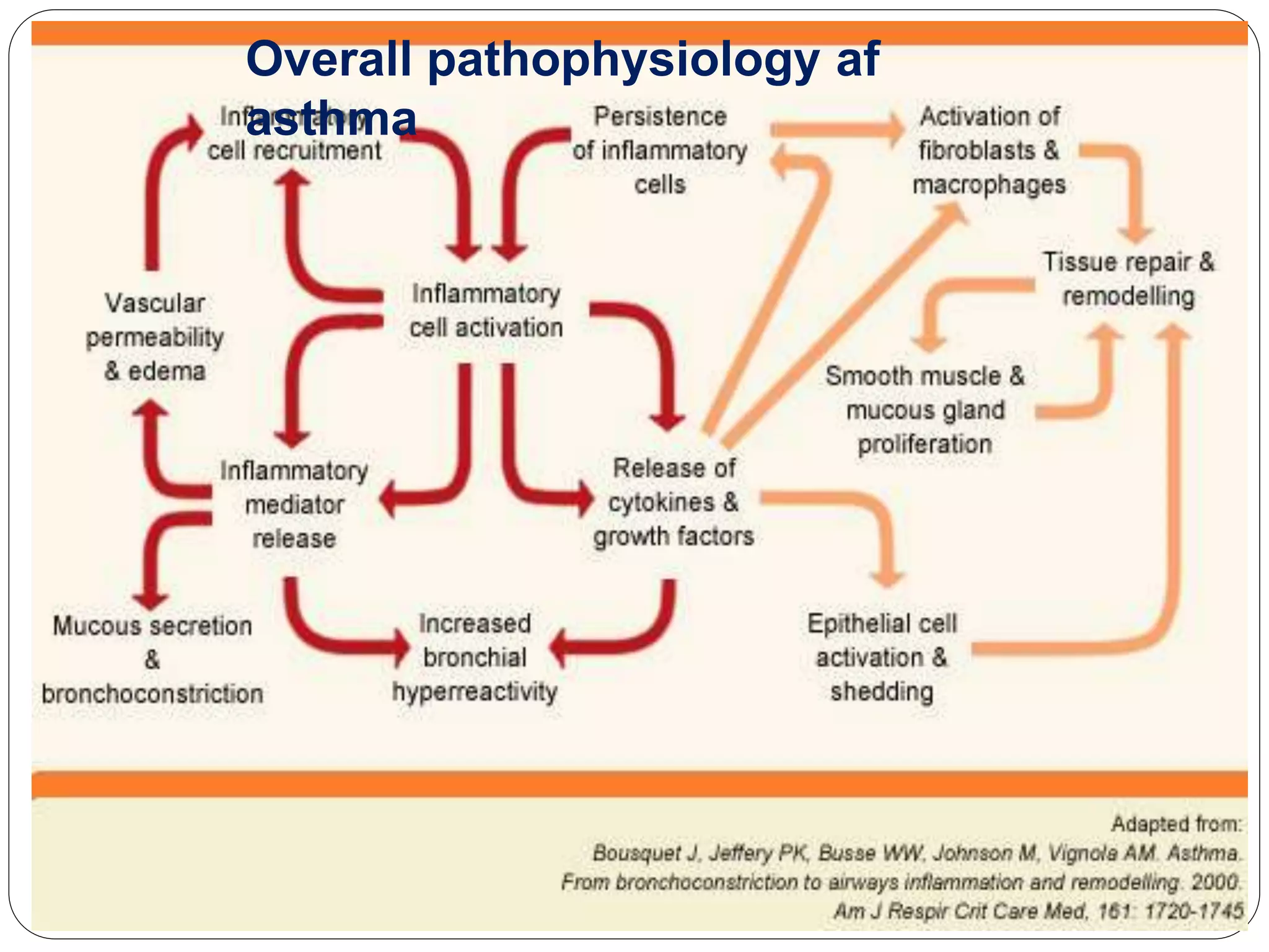 Overall pathophysiology af
asthma
 
