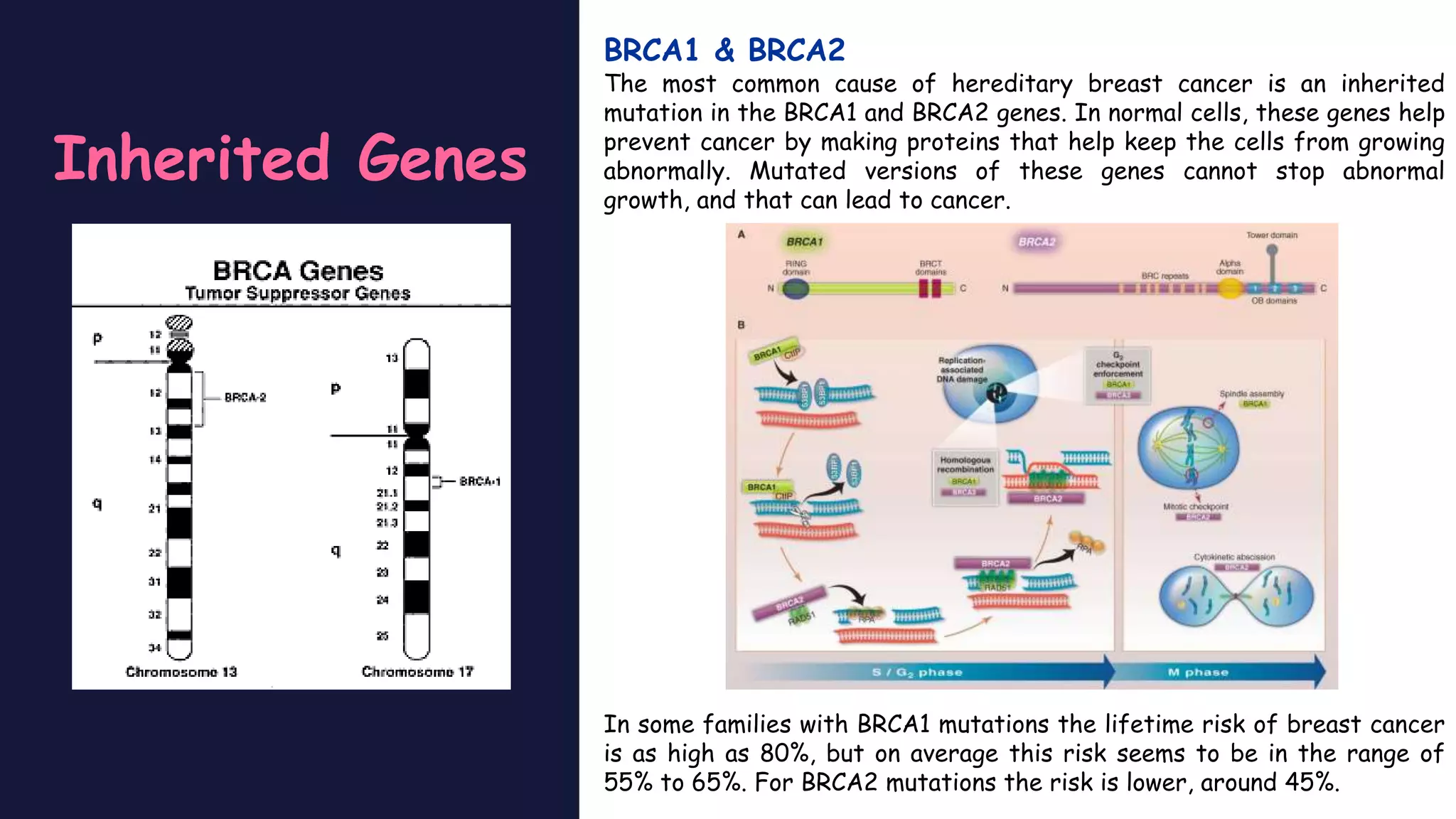 Pathophysiology of breast cancer | PPTX