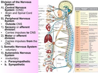 Division of the Nervous
System
A). Central Nervous
System: (CNS)
• Brain and Spinal Cord
only
B). Peripheral Nervous
System
• Outside CNS
1). Sensory or afferent
division:
• Carries impulses to CNS
2). Motor or efferent
division
• Carries impulses from the
CNS.
I). Somatic Nervous System
• voluntary
II). Autonomic Nervous
System
• involuntary
• a. Parasympathetic
• b. Sympathetic
 