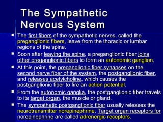 The SympatheticThe Sympathetic
Nervous SystemNervous System
 TheThe first fibersfirst fibers of the sympathetic nerves, called theof the sympathetic nerves, called the
preganglionic fiberspreganglionic fibers, leave from the thoracic or lumbar, leave from the thoracic or lumbar
regions of the spine.regions of the spine.
 Soon afterSoon after leaving the spineleaving the spine, a preganglionic fiber, a preganglionic fiber joinsjoins
other preganglionic fibersother preganglionic fibers to form anto form an autonomic ganglionautonomic ganglion..
 At this point, theAt this point, the preganglionic fiber synapsespreganglionic fiber synapses on theon the
second nerve fiber of the systemsecond nerve fiber of the system, the, the postganglionic fiberpostganglionic fiber,,
andand releases acetylcholinereleases acetylcholine, which causes the, which causes the
postganglionic fiber to fire anpostganglionic fiber to fire an action potentialaction potential..
 From theFrom the autonomic gangliaautonomic ganglia, the postganglionic fiber travels, the postganglionic fiber travels
to itsto its target organtarget organ, the muscle or gland., the muscle or gland.
 TheThe sympathetic postganglionic fibersympathetic postganglionic fiber usually releases theusually releases the
neurotransmitter norepinephrineneurotransmitter norepinephrine.. Target organ receptors forTarget organ receptors for
norepinephrinenorepinephrine are calledare called adrenergic receptorsadrenergic receptors..
 