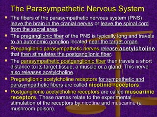 The Parasympathetic Nervous SystemThe Parasympathetic Nervous System
 The fibers of the parasympathetic nervous systemThe fibers of the parasympathetic nervous system (PNS)(PNS)
leave the brain in the cranial nervesleave the brain in the cranial nerves oror leave the spinal cordleave the spinal cord
from the sacral areafrom the sacral area..
 TheThe preganglionic fiberpreganglionic fiber of theof the PNSPNS is typically long and travelsis typically long and travels
to an autonomic ganglionto an autonomic ganglion locatedlocated near the target organnear the target organ..
 Preganglionic parasympathetic nervesPreganglionic parasympathetic nerves releaserelease acetylcholineacetylcholine
thatthat then stimulates the postganglionic fiberthen stimulates the postganglionic fiber..
 TheThe parasympathetic postganglionic fiberparasympathetic postganglionic fiber then travels a shortthen travels a short
distancedistance to its target tissueto its target tissue, a, a muscle or a glandmuscle or a gland. This nerve. This nerve
also releases acetylcholinealso releases acetylcholine..
 Preganglionic acetylcholine receptorsPreganglionic acetylcholine receptors for sympathetic andfor sympathetic and
parasympathetic fibersparasympathetic fibers are calledare called nicotinic receptorsnicotinic receptors ..
 Postganglionic acetylcholine receptorsPostganglionic acetylcholine receptors are calledare called muscarinicmuscarinic
receptorsreceptors. These names relate to the experimental. These names relate to the experimental
stimulation of the receptors bystimulation of the receptors by nicotinenicotine andand muscarinemuscarine (a(a
mushroom poison).mushroom poison).
 