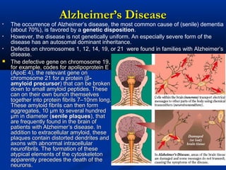 Alzheimer’s DiseaseAlzheimer’s Disease
 The defective gene on chromosome 19,The defective gene on chromosome 19,
for example, codes for apolipoprotein Efor example, codes for apolipoprotein E
(ApoE 4), the relevant gene on(ApoE 4), the relevant gene on
chromosome 21 for a protein (βchromosome 21 for a protein (β--
amyloid precursoramyloid precursor) that can be broken) that can be broken
down to small amyloid peptides. Thesedown to small amyloid peptides. These
can on their own bunch themselvescan on their own bunch themselves
together into protein fibrils 7–10nm long.together into protein fibrils 7–10nm long.
These amyloid fibrils can then formThese amyloid fibrils can then form
aggregates, 10 μm to several hundredaggregates, 10 μm to several hundred
μm in diameter (μm in diameter (senile plaquessenile plaques), that), that
are frequently found in the brain ofare frequently found in the brain of
patients with Alzheimer’s disease. Inpatients with Alzheimer’s disease. In
addition to extracellular amyloid, theseaddition to extracellular amyloid, these
plaques contain distorted dendrites andplaques contain distorted dendrites and
axons with abnormal intracellularaxons with abnormal intracellular
neurofibrils. The formation of theseneurofibrils. The formation of these
atypical elements of the cytoskeletonatypical elements of the cytoskeleton
apparently precedes the death of theapparently precedes the death of the
neurons.neurons.
• The occurrence of Alzheimer’s disease, the most common cause of (senile) dementia
(about 70%), is favored by a genetic disposition.
• However, the disease is not genetically uniform. An especially severe form of the
disease has an autosomal dominant inheritance.
• Defects on chromosomes 1, 12, 14, 19, or 21 were found in families with Alzheimer’s
disease.
 