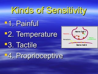Kinds of SensitivityKinds of Sensitivity
1.1. PainfulPainful
2.2. TemperatureTemperature
3.3. TactileTactile
4.4. ProprioceptiveProprioceptive
 