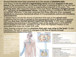 • Several theories have been proposed as to the causes of phantom pain.
• One theory is that the end of a regenerating nerve becomes trapped in the scar
tissue of the amputation site. It is known that when a peripheral nerve is cut, the scar
tissue that forms becomes a barrier to regenerating outgrowth of the axon. The
growing axon often becomes trapped in the scar tissue, forming a tangled growth
(i.e., neuroma) of smalldiameter axons, including primary nociceptive afferents and
sympathetic efferents. It has been proposed that these afferents show increased
sensitivity to innocuous mechanical stimuli and to sympathetic activity and circulating
catecholamines.
• A related theory moves the source of phantom limb pain to the spinal cord,
suggesting that the pain is caused by the spontaneous firing of spinal cord neurons
that have lost their normal sensory input from the body. In this case, a closed
self-exciting neuronal loop in the posterior horn of the spinal cord is postulated to
send impulses to the brain, resulting in pain. Even the slightest irritation to the
amputated limb area can initiate this cycle.
• Other theories propose that the phantom limb pain may arise in the brain. In one
hypothesis, the pain is caused by changes in the flow of signals through
somatosensory areas of the brain.
• Treatment of
phantom limb pain
has been
accomplished by the
use of sympathetic
blocks, TENS of the
large myelinated
afferents innervating
the area, hypnosis,
and relaxation
training.
 