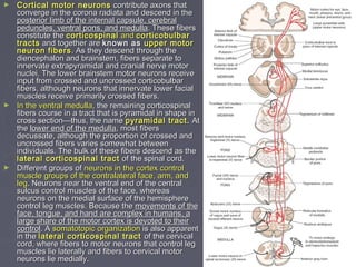► Cortical motor neuronsCortical motor neurons contribute axons thatcontribute axons that
converge in the corona radiata and descend in theconverge in the corona radiata and descend in the
posterior limb of the internal capsule, cerebralposterior limb of the internal capsule, cerebral
peduncles, ventral pons, and medullapeduncles, ventral pons, and medulla. These fibers. These fibers
constitute theconstitute the corticospinalcorticospinal andand corticobulbarcorticobulbar
tractstracts and together areand together are known asknown as upper motorupper motor
neuron fibersneuron fibers. As they descend through the. As they descend through the
diencephalon and brainstem, fibers separate todiencephalon and brainstem, fibers separate to
innervate extrapyramidal and cranial nerve motorinnervate extrapyramidal and cranial nerve motor
nuclei. The lower brainstem motor neurons receivenuclei. The lower brainstem motor neurons receive
input from crossed and uncrossed corticobulbarinput from crossed and uncrossed corticobulbar
fibers, although neurons that innervate lower facialfibers, although neurons that innervate lower facial
muscles receive primarily crossed fibers.muscles receive primarily crossed fibers.
► In the ventral medullaIn the ventral medulla, the remaining corticospinal, the remaining corticospinal
fibers course in a tract that is pyramidal in shape infibers course in a tract that is pyramidal in shape in
cross section—thus, the namecross section—thus, the name pyramidal tractpyramidal tract.. AtAt
thethe lower end of the medullalower end of the medulla, most fibers, most fibers
decussate, although the proportion of crossed anddecussate, although the proportion of crossed and
uncrossed fibers varies somewhat betweenuncrossed fibers varies somewhat between
individuals. The bulk of these fibers descend as theindividuals. The bulk of these fibers descend as the
lateral corticospinal tractlateral corticospinal tract of the spinal cord.of the spinal cord.
► Different groups ofDifferent groups of neurons in the cortex controlneurons in the cortex control
muscle groupsmuscle groups of the contralateral face, arm, andof the contralateral face, arm, and
legleg. Neurons near the ventral end of the central. Neurons near the ventral end of the central
sulcus control muscles of the face, whereassulcus control muscles of the face, whereas
neurons on the medial surface of the hemisphereneurons on the medial surface of the hemisphere
control leg muscles. Because thecontrol leg muscles. Because the movements of themovements of the
face, tongue, and hand are complex in humans, aface, tongue, and hand are complex in humans, a
large share of the motor cortex is devoted to theirlarge share of the motor cortex is devoted to their
controlcontrol. A. A somatotopic organizationsomatotopic organization is also apparentis also apparent
in thein the lateral corticospinal tractlateral corticospinal tract of the cervicalof the cervical
cord, where fibers to motor neurons that control legcord, where fibers to motor neurons that control leg
muscles lie laterally and fibers to cervical motormuscles lie laterally and fibers to cervical motor
neurons lie medially.neurons lie medially.
 