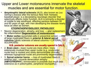 Upper and Lower motoneurons innervate the skeletal
muscles and are essential for motor function.
• Amyotrophic lateral sclerosis (ALS), also known as Lou
Gehrig’s disease after the famous New York Yankees
baseball player, is a devastating neurologic disorder that
selectively affects motor function. ALS is primarily a disorder
of middle to late adulthood, affecting persons between 55
and 60 years of age, with men developing the disease nearly
twice as often as women.
ETIOPATHOPHYSIOLOGY, PATHOLOGY
• Neuron degeneration, atrophy, and loss → glial replacement.
No inflammation! Degeneration of motoneurons:
• 1. Motor cortex (pyramidal cells in precentral cortex) → loss
of large myelinated fibers in anterior & lateral spinal
columns (gliotic sclerosis of lateral columns = LATERAL
SCLEROSIS)
N.B. posterior columns are usually spared in SALS.N.B. posterior columns are usually spared in SALS.
• 2. Brain stem - lower nuclei are more often / more
extensively involved than upper nuclei (e.g. oculomotor
nuclei loss is modest and rarely demonstrable clinically,
whereas hypoglossal nuclei are prominently degenerated).
• 3. Spinal anterior horns → loss of myelinated fibers in
anterior root →muscle denervation atrophy
(AMYOTROPHY); reinnervation is possible (but much less
extensive as in poliomyelitis, peripheral neuropathy).
 