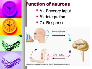 FunctionFunction of neuronsof neurons
 A). Sensory inputA). Sensory input
 B). IntegrationB). Integration
 C). ResponseC). Response
 