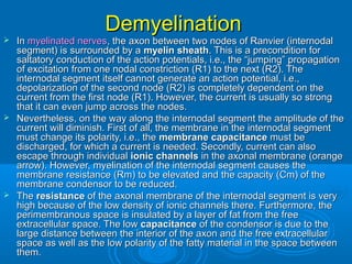 DemyelinationDemyelination
 InIn myelinated nervesmyelinated nerves, the axon between two nodes of Ranvier (internodal, the axon between two nodes of Ranvier (internodal
segment) is surrounded by asegment) is surrounded by a myelin sheathmyelin sheath. This is a precondition for. This is a precondition for
saltatory conduction of the action potentials, i.e., the “jumping” propagationsaltatory conduction of the action potentials, i.e., the “jumping” propagation
of excitation from one nodal constriction (R1) to the next (R2). Theof excitation from one nodal constriction (R1) to the next (R2). The
internodal segment itself cannot generate an action potential, i.e.,internodal segment itself cannot generate an action potential, i.e.,
depolarization of the second node (R2) is completely dependent on thedepolarization of the second node (R2) is completely dependent on the
current from the first node (R1). However, the current is usually so strongcurrent from the first node (R1). However, the current is usually so strong
that it can even jump across the nodes.that it can even jump across the nodes.
 Nevertheless, on the way along the internodal segment the amplitude of theNevertheless, on the way along the internodal segment the amplitude of the
current will diminish. First of all, the membrane in the internodal segmentcurrent will diminish. First of all, the membrane in the internodal segment
must change its polarity, i.e., themust change its polarity, i.e., the membrane capacitancemembrane capacitance must bemust be
discharged, for which a current is needed. Secondly, current can alsodischarged, for which a current is needed. Secondly, current can also
escape through individualescape through individual ionic channelsionic channels in the axonal membrane (orangein the axonal membrane (orange
arrow). However, myelination of the internodal segment causes thearrow). However, myelination of the internodal segment causes the
membrane resistance (Rm) to be elevated and the capacity (Cm) of themembrane resistance (Rm) to be elevated and the capacity (Cm) of the
membrane condensor to be reduced.membrane condensor to be reduced.
 TheThe resistanceresistance of the axonal membrane of the internodal segment is veryof the axonal membrane of the internodal segment is very
high because of the low density of ionic channels there. Furthermore, thehigh because of the low density of ionic channels there. Furthermore, the
perimembranous space is insulated by a layer of fat from the freeperimembranous space is insulated by a layer of fat from the free
extracellular space. The lowextracellular space. The low capacitancecapacitance of the condensor is due to theof the condensor is due to the
large distance between the interior of the axon and the free extracellularlarge distance between the interior of the axon and the free extracellular
space as well as the low polarity of the fatty material in the space betweenspace as well as the low polarity of the fatty material in the space between
them.them.
 