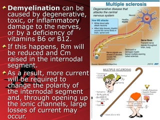 DemyelinationDemyelination can becan be
caused by degenerative,caused by degenerative,
toxic, or inflammatorytoxic, or inflammatory
damage to the nerves,damage to the nerves,
or by a deficiency ofor by a deficiency of
vitamins B6 or B12.vitamins B6 or B12.
If this happens, Rm willIf this happens, Rm will
be reduced and Cmbe reduced and Cm
raised in the internodalraised in the internodal
segment.segment.
As a result, more currentAs a result, more current
will be required towill be required to
change the polarity ofchange the polarity of
the internodal segmentthe internodal segment
and, through opening upand, through opening up
the ionic channels, largethe ionic channels, large
losses of current maylosses of current may
occur.occur.
 