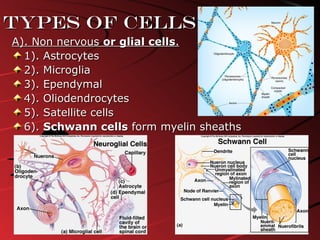 A). Non nervousA). Non nervous or glial cellsor glial cells..
1). Astrocytes1). Astrocytes
2). Microglia2). Microglia
3). Ependymal3). Ependymal
4). Oliodendrocytes4). Oliodendrocytes
5). Satellite cells5). Satellite cells
6).6). Schwann cellsSchwann cells form myelin sheathsform myelin sheaths
Types of cellsTypes of cells
 