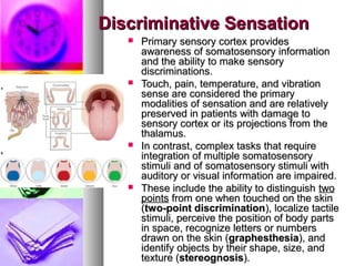 Discriminative SensationDiscriminative Sensation
 Primary sensory cortex providesPrimary sensory cortex provides
awareness of somatosensory informationawareness of somatosensory information
and the ability to make sensoryand the ability to make sensory
discriminations.discriminations.
 Touch, pain, temperature, and vibrationTouch, pain, temperature, and vibration
sense are considered the primarysense are considered the primary
modalities of sensation and are relativelymodalities of sensation and are relatively
preserved in patients with damage topreserved in patients with damage to
sensory cortex or its projections from thesensory cortex or its projections from the
thalamus.thalamus.
 In contrast, complex tasks that requireIn contrast, complex tasks that require
integration of multiple somatosensoryintegration of multiple somatosensory
stimuli and of somatosensory stimuli withstimuli and of somatosensory stimuli with
auditory or visual information are impaired.auditory or visual information are impaired.
 These include the ability to distinguishThese include the ability to distinguish twotwo
pointspoints from one when touched on the skinfrom one when touched on the skin
((two-point discriminationtwo-point discrimination), localize tactile), localize tactile
stimuli, perceive the position of body partsstimuli, perceive the position of body parts
in space, recognize letters or numbersin space, recognize letters or numbers
drawn on the skin (drawn on the skin (graphesthesiagraphesthesia), and), and
identify objects by their shape, size, andidentify objects by their shape, size, and
texture (texture (stereognosisstereognosis).).
 