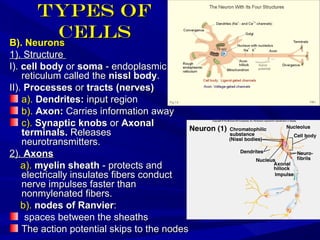 Types ofTypes of
cellscellsB). NeuronsB). Neurons
1). Structure1). Structure
II).). cell bodycell body oror somasoma -- endoplasmicendoplasmic
reticulum called thereticulum called the nissl bodynissl body..
IIII).). ProcessesProcesses oror tracts (nerves)tracts (nerves)
a).a). Dendrites:Dendrites: input regioninput region
b).b). Axon:Axon: Carries information awayCarries information away
c).c). Synaptic knobsSynaptic knobs oror AxonalAxonal
terminalsterminals.. ReleasesReleases
neurotransmitters.neurotransmitters.
2).2). AxonsAxons
a).a). myelin sheathmyelin sheath -- protects andprotects and
electrically insulates fibers conductelectrically insulates fibers conduct
nerve impulses faster thannerve impulses faster than
nonmylenated fibers.nonmylenated fibers.
b).b). nodes of Ranviernodes of Ranvier::
spaces between the sheathsspaces between the sheaths
The action potential skips to the nodesThe action potential skips to the nodes
 