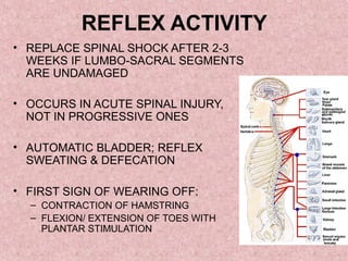 REFLEX ACTIVITY
• REPLACE SPINAL SHOCK AFTER 2-3
WEEKS IF LUMBO-SACRAL SEGMENTS
ARE UNDAMAGED
• OCCURS IN ACUTE SPINAL INJURY,
NOT IN PROGRESSIVE ONES
• AUTOMATIC BLADDER; REFLEX
SWEATING & DEFECATION
• FIRST SIGN OF WEARING OFF:
– CONTRACTION OF HAMSTRING
– FLEXION/ EXTENSION OF TOES WITH
PLANTAR STIMULATION
 