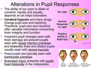 Alterations in Pupil Responses
• The ability of our eyes to dilate or
constrict, rapidly and equally,
depends on an intact brainstem.
• Cerebral hypoxia and many drugs
change pupil size and reactivity.
Therefore, pupil size and reactivity
offer valuable information concerning
brain integrity and function.
• Important pupil changes seen with
brain damage are pinpoint pupils
seen with opiate (heroin) overdose
and bilaterally fixed and dilated pupils
usually seen with severe hypoxia.
• Fixed pupils are typically seen with
barbiturate overdose.
• Brainstem injury presents with pupils
fixed bilaterally in the midposition.
 