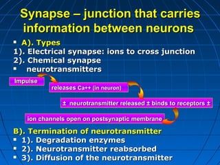 SynapseSynapse –– junction that carriesjunction that carries
information between neuronsinformation between neurons
 A). TypesA). Types
1). Electrical synapse: ions to cross junction1). Electrical synapse: ions to cross junction
2). Chemical synapse2). Chemical synapse
 neurotransmittersneurotransmitters
B). Termination of neurotransmitterB). Termination of neurotransmitter
 1). Degradation enzymes1). Degradation enzymes
 2). Neurotransmitter reabsorbed2). Neurotransmitter reabsorbed
 3). Diffusion of the neurotransmitter3). Diffusion of the neurotransmitter
ImpulseImpulse
releasesreleases Ca++ (in neuron)Ca++ (in neuron)
± neurotransmitter released ± binds to receptors± neurotransmitter released ± binds to receptors ±±
ion channels open on postsynaptic membraneion channels open on postsynaptic membrane
 