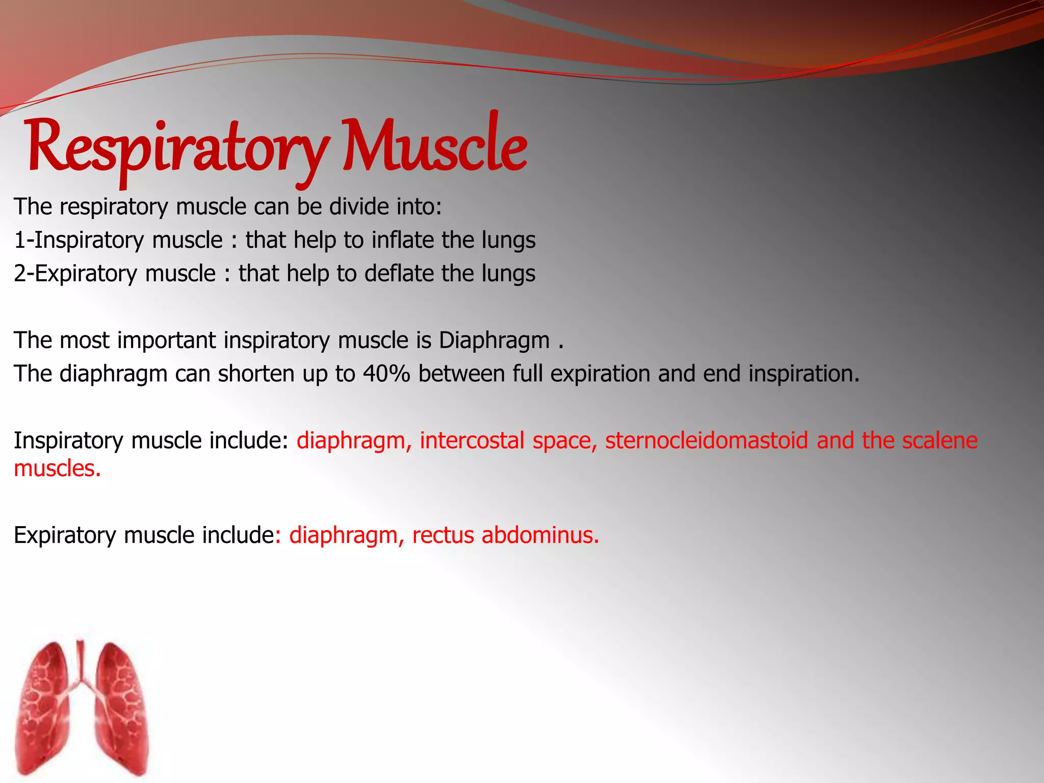 Respiratory Muscle 
The respiratory muscle can be divide into: 
1-Inspiratory muscle : that help to inflate the lungs 
2-Expiratory muscle : that help to deflate the lungs 
The most important inspiratory muscle is Diaphragm . 
The diaphragm can shorten up to 40% between full expiration and end inspiration. 
Inspiratory muscle include: diaphragm, intercostal space, sternocleidomastoid and the scalene 
muscles. 
Expiratory muscle include: diaphragm, rectus abdominus. 
 