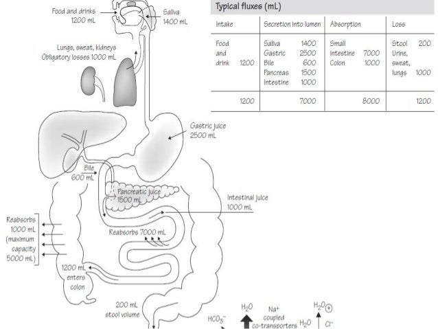 Pathophysiology Of Diarrhoea In Flow Chart