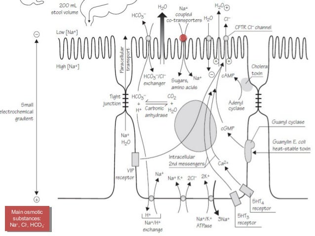 Pathophysiology Of Diarrhoea In Flow Chart