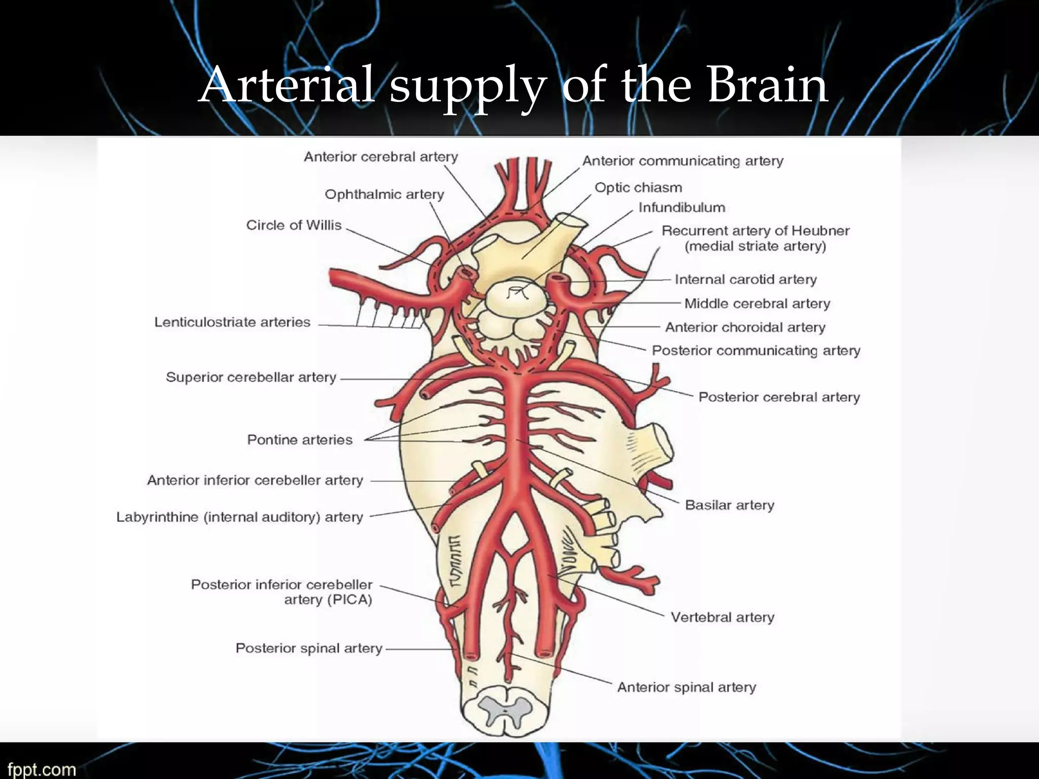 Basic Anatomy & Pathophysiology of ischemic stroke | PPT