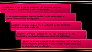 Cornification Pathophysiology of keratinization | PPTX
