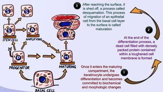 Pathophysiology Of Keratinization – PING