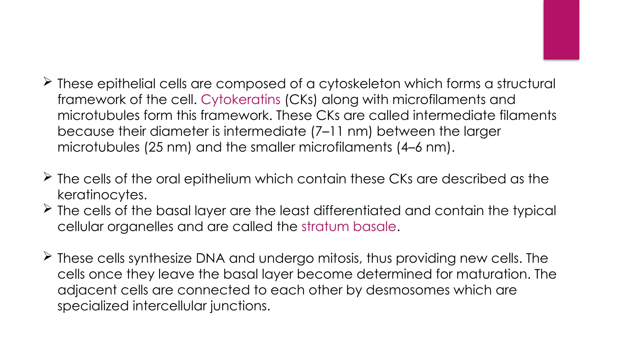  These epithelial cells are composed of a cytoskeleton which forms a structural
framework of the cell. Cytokeratins (CKs) along with microfilaments and
microtubules form this framework. These CKs are called intermediate filaments
because their diameter is intermediate (7–11 nm) between the larger
microtubules (25 nm) and the smaller microfilaments (4–6 nm).
 The cells of the oral epithelium which contain these CKs are described as the
keratinocytes.
 The cells of the basal layer are the least differentiated and contain the typical
cellular organelles and are called the stratum basale.
 These cells synthesize DNA and undergo mitosis, thus providing new cells. The
cells once they leave the basal layer become determined for maturation. The
adjacent cells are connected to each other by desmosomes which are
specialized intercellular junctions.
 