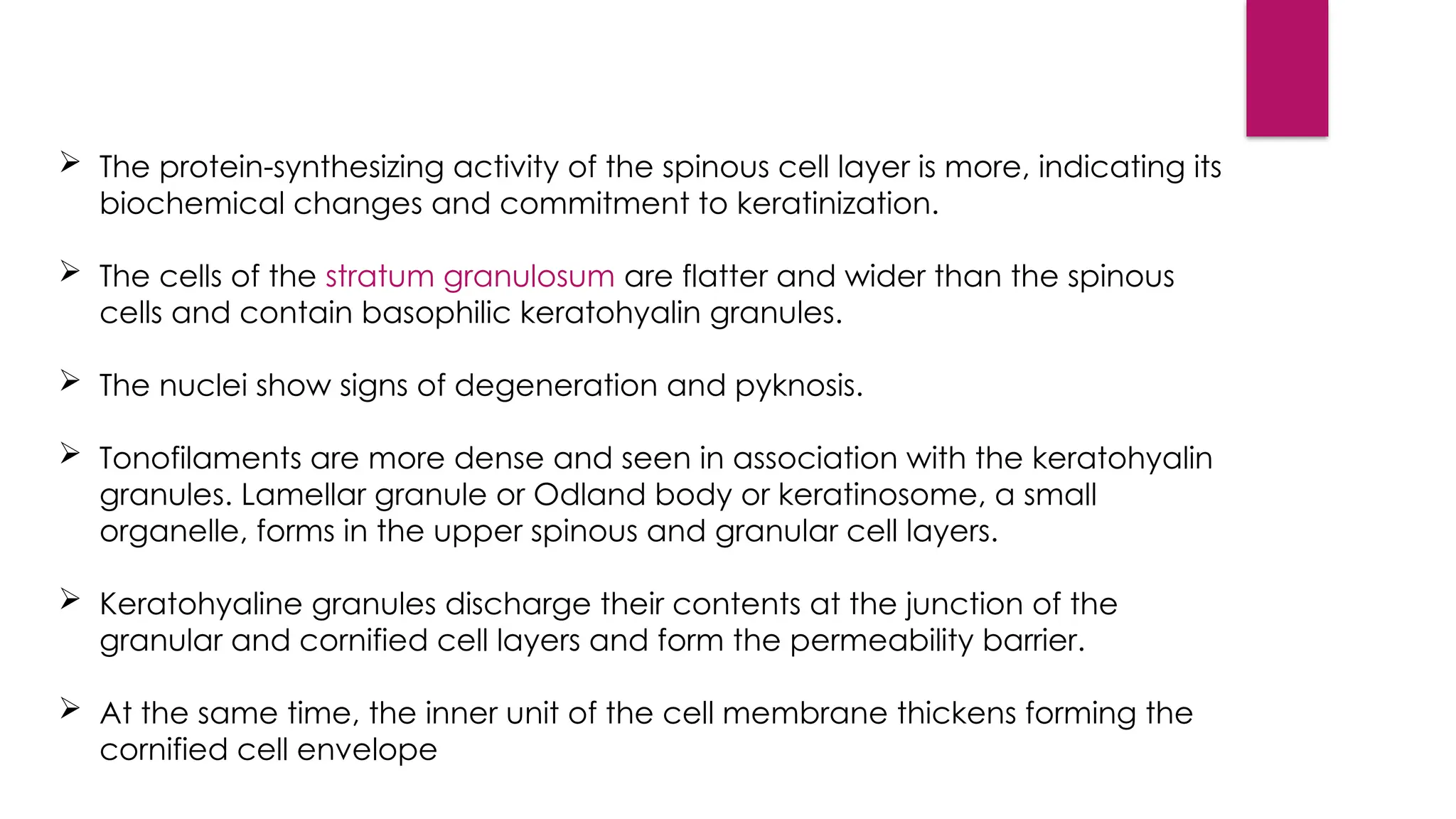  The protein-synthesizing activity of the spinous cell layer is more, indicating its
biochemical changes and commitment to keratinization.
 The cells of the stratum granulosum are flatter and wider than the spinous
cells and contain basophilic keratohyalin granules.
 The nuclei show signs of degeneration and pyknosis.
 Tonofilaments are more dense and seen in association with the keratohyalin
granules. Lamellar granule or Odland body or keratinosome, a small
organelle, forms in the upper spinous and granular cell layers.
 Keratohyaline granules discharge their contents at the junction of the
granular and cornified cell layers and form the permeability barrier.
 At the same time, the inner unit of the cell membrane thickens forming the
cornified cell envelope
 