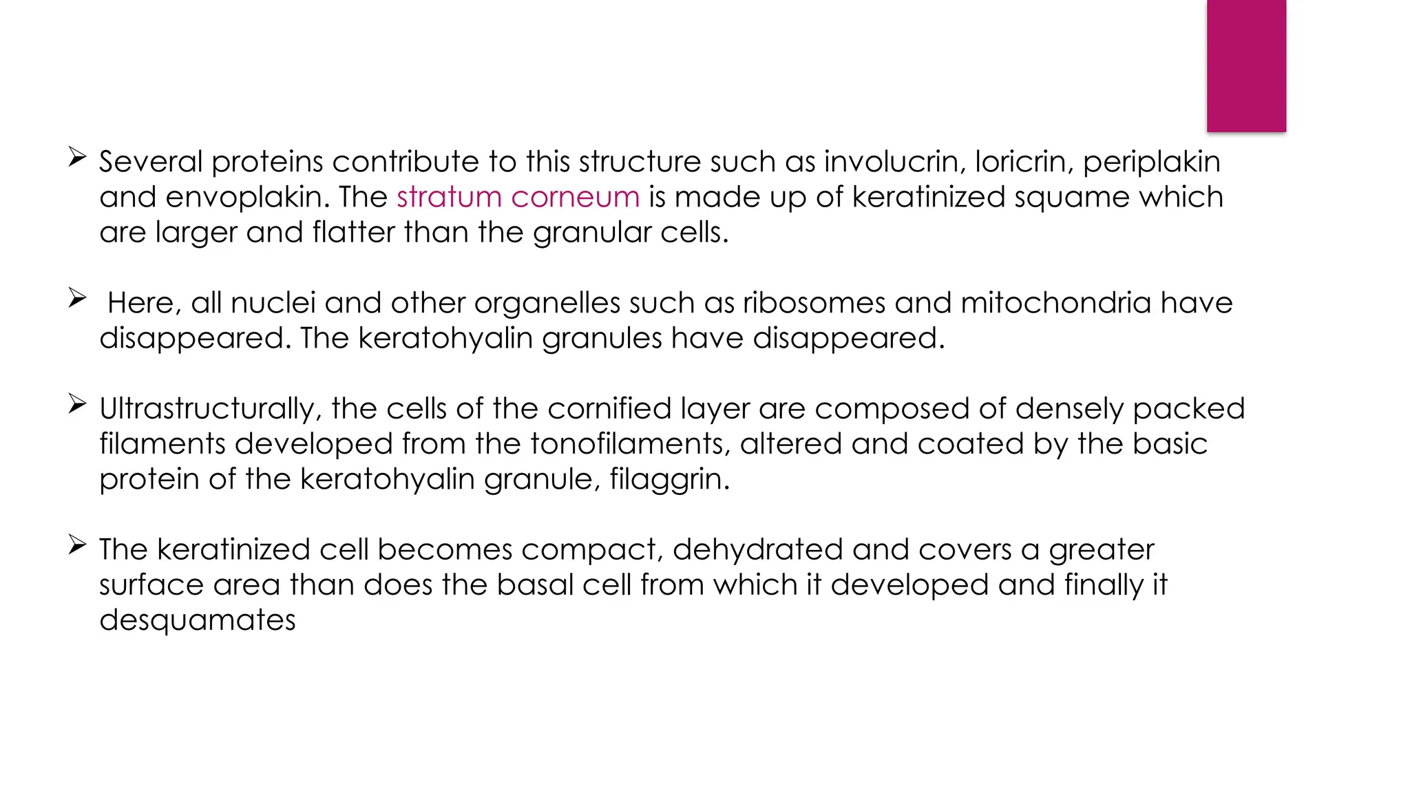  Several proteins contribute to this structure such as involucrin, loricrin, periplakin
and envoplakin. The stratum corneum is made up of keratinized squame which
are larger and flatter than the granular cells.
 Here, all nuclei and other organelles such as ribosomes and mitochondria have
disappeared. The keratohyalin granules have disappeared.
 Ultrastructurally, the cells of the cornified layer are composed of densely packed
filaments developed from the tonofilaments, altered and coated by the basic
protein of the keratohyalin granule, filaggrin.
 The keratinized cell becomes compact, dehydrated and covers a greater
surface area than does the basal cell from which it developed and finally it
desquamates
 