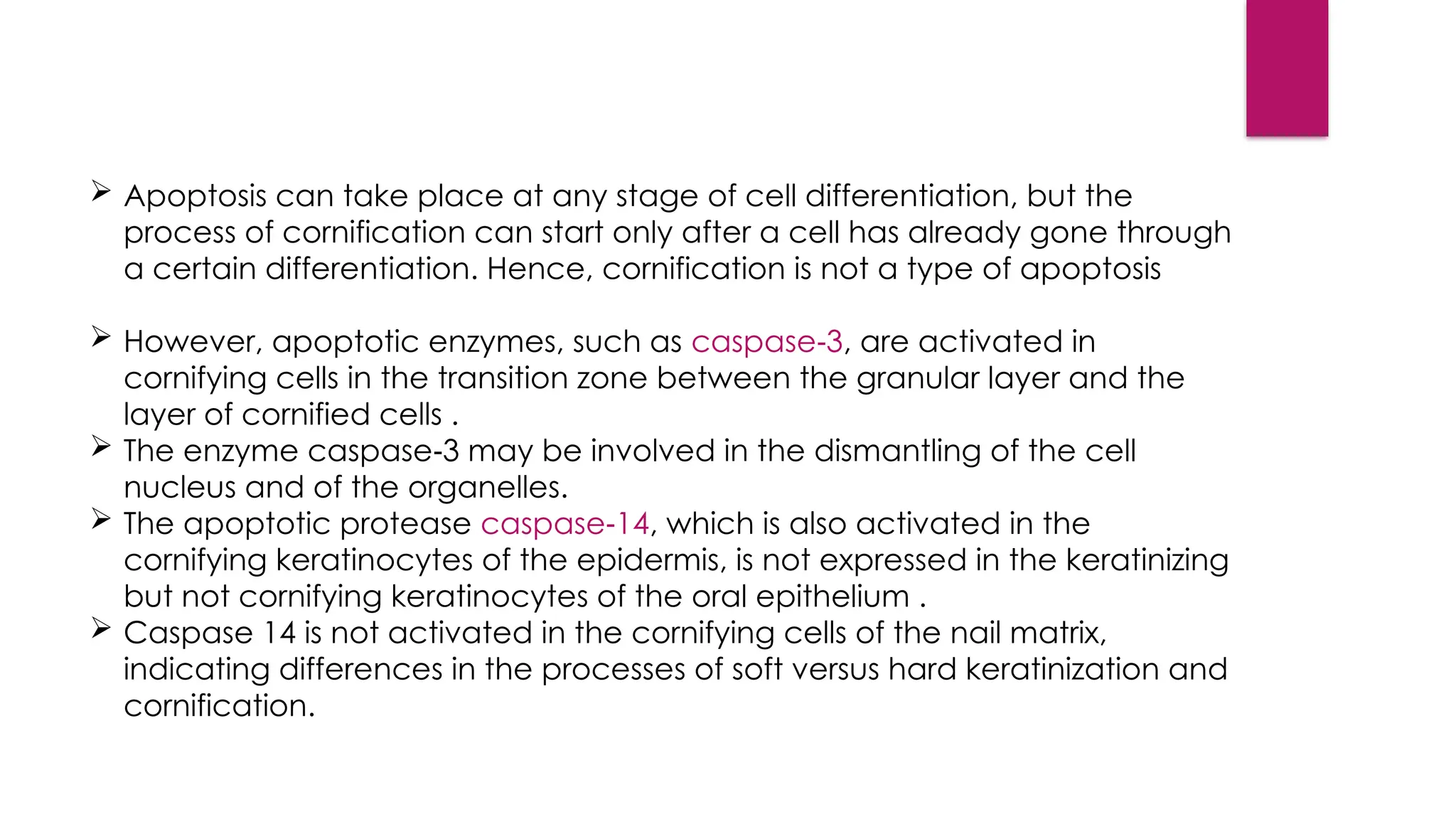  Apoptosis can take place at any stage of cell differentiation, but the
process of cornification can start only after a cell has already gone through
a certain differentiation. Hence, cornification is not a type of apoptosis
 However, apoptotic enzymes, such as caspase 3
‑ , are activated in
cornifying cells in the transition zone between the granular layer and the
layer of cornified cells .
 The enzyme caspase 3 may be involved in the dismantling of the cell
‑
nucleus and of the organelles.
 The apoptotic protease caspase 14
‑ , which is also activated in the
cornifying keratinocytes of the epidermis, is not expressed in the keratinizing
but not cornifying keratinocytes of the oral epithelium .
 Caspase 14 is not activated in the cornifying cells of the nail matrix,
indicating differences in the processes of soft versus hard keratinization and
cornification.
 