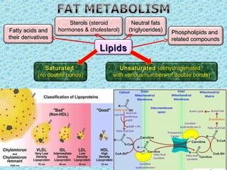 Pathophysiology of lipid metabolism | PPT