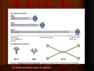 of a family of proteins known as collectins.
 