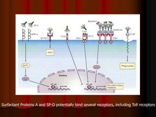 Surfactant Proteins A and SP-D potentially bind several receptors, including Toll receptors
 