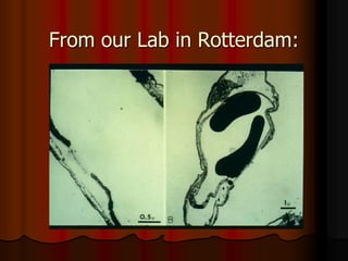From our Lab in Rotterdam:
 