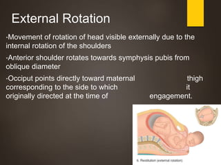 Normal Labor in Obstetrics | PPTX