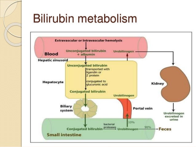 Bile Reflux Treatment Natural Bile Reflux Treatment Natural