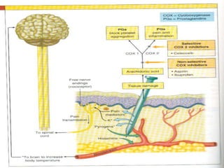 Pathophysiology of pain | PPTX