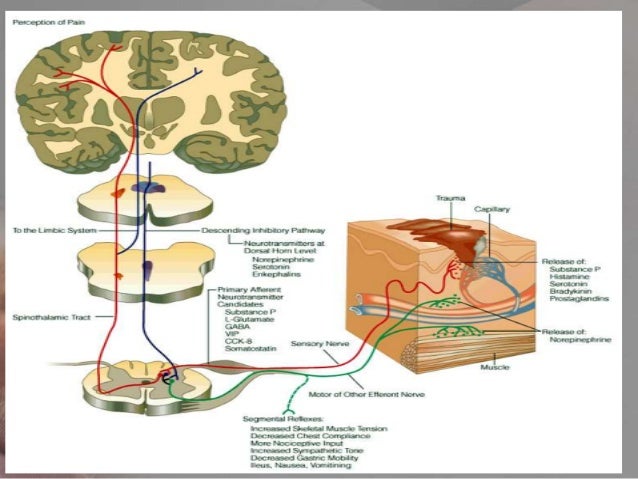 Pathophysiology of pain