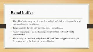 Renal buffer
• The pH of urine may vary from 4.5 to as high as 9.8 depending on the acid
base condition in the plasma.
• Takes hours to days to fully respond to pH disturbance.
• Kidney regulates pH by modulating acid excretion vs bicarbonate
conservation
• The activity of carbonic anhydrase, H+ -ATPase and glutamase is pH
dependent and is the basis of the renal buffer.
 