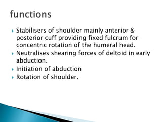 Pathophysiology of shoulder rotator cuff instability and repair | PPT