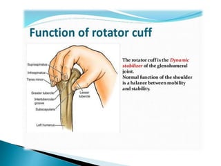 Pathophysiology of shoulder rotator cuff instability and repair | PPT