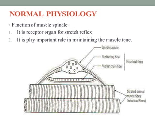 NORMAL PHYSIOLOGY
• Function of muscle spindle
1. It is receptor organ for stretch reflex
2. It is play important role in maintaining the muscle tone.
 
