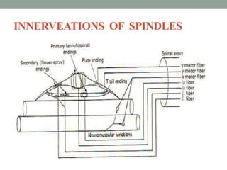 INNERVEATIONS OF SPINDLES
 